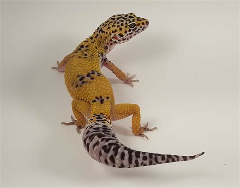 high yellow gecko morph.